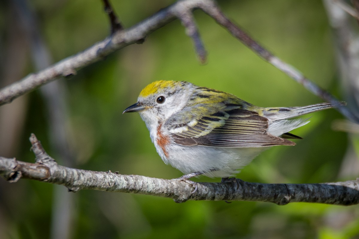 Chestnut-sided Warbler - ML636582974