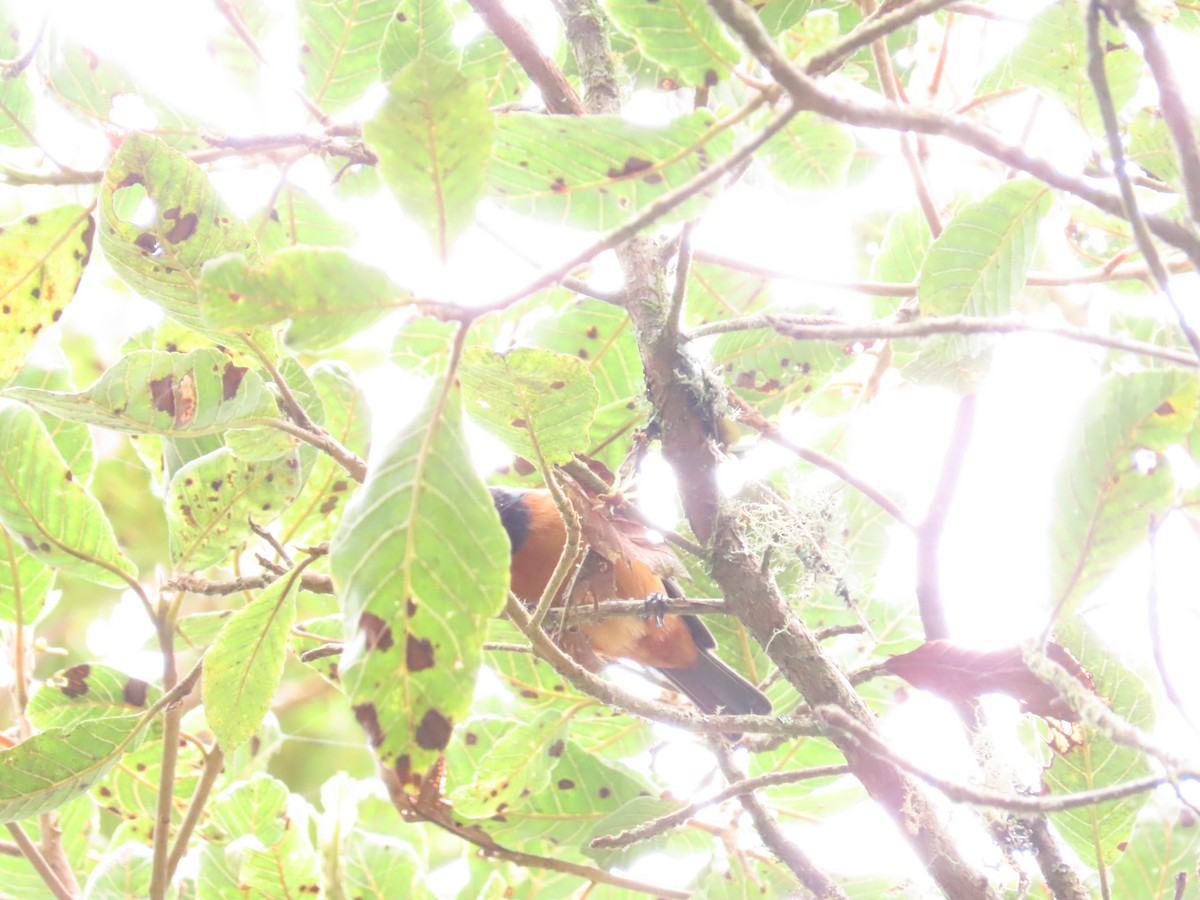 Blue-backed Conebill - ML636583012