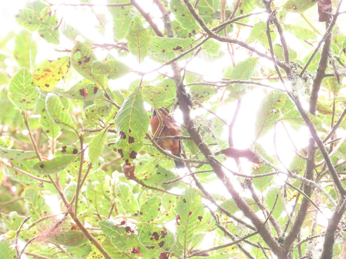 Blue-backed Conebill - ML636583013