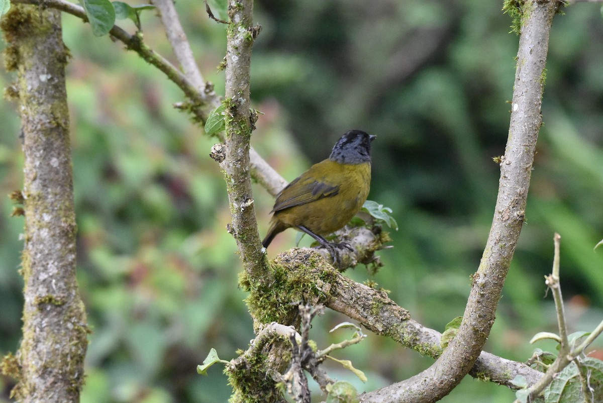 Large-footed Finch - ML636583020
