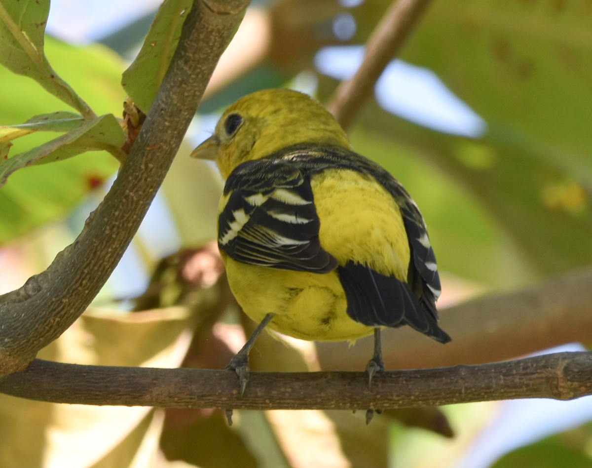 Yellow Grosbeak - ML636583079