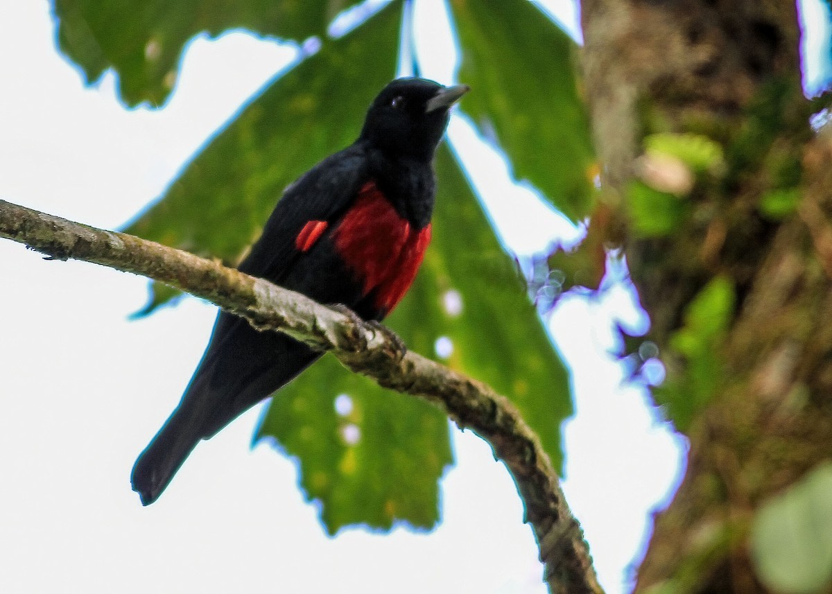 Black-and-crimson Oriole - ML636583139