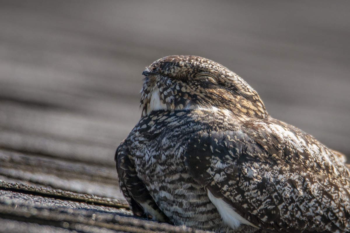 Common Nighthawk - ML636583205