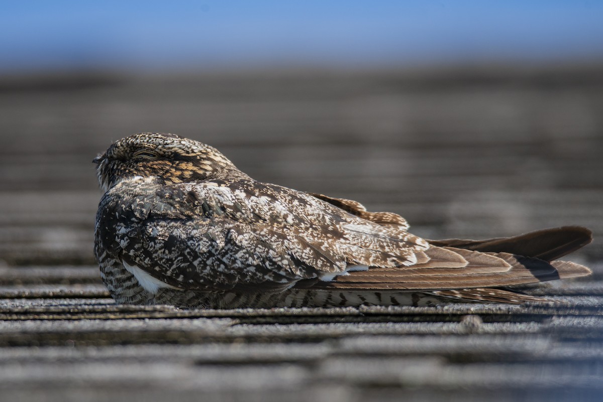 Common Nighthawk - ML636583208