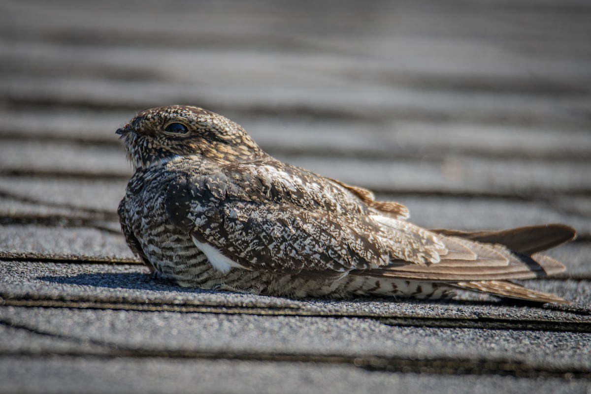 Common Nighthawk - ML636583210