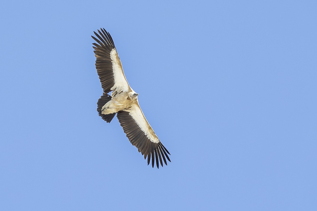 Himalayan Griffon - ML636583347