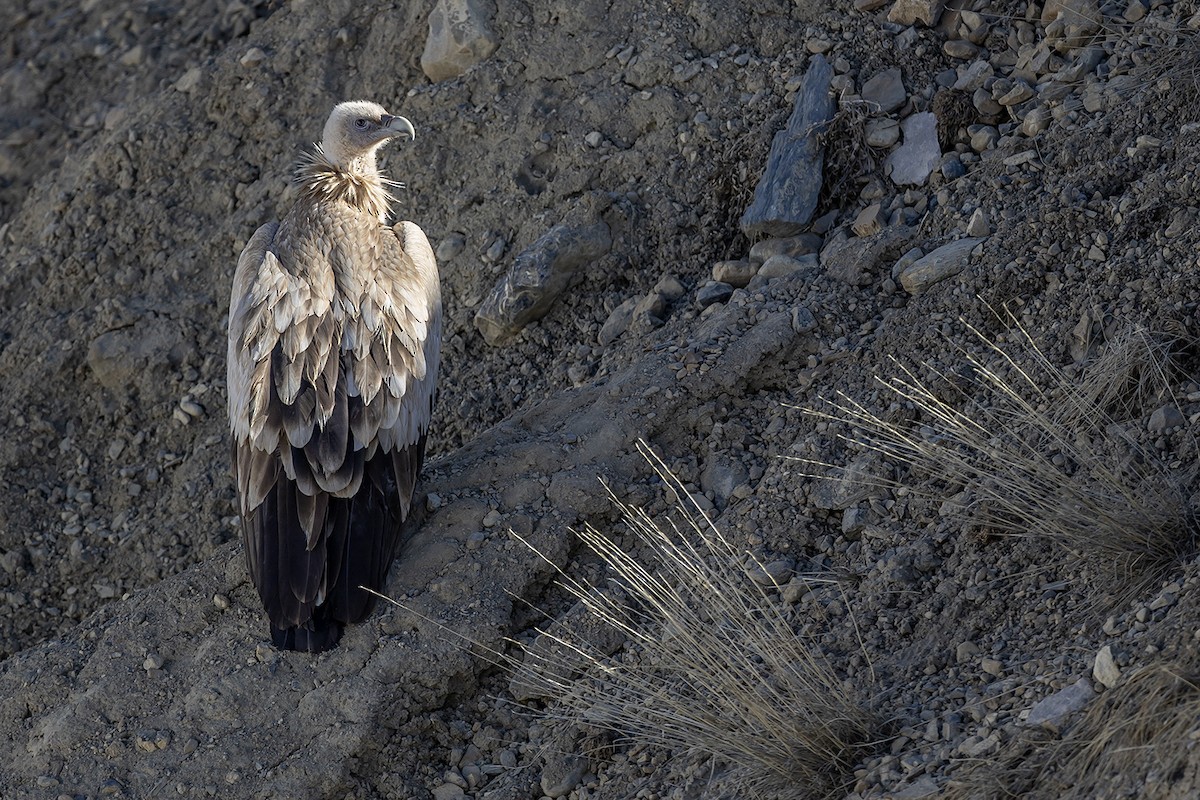 Himalayan Griffon - ML636583348