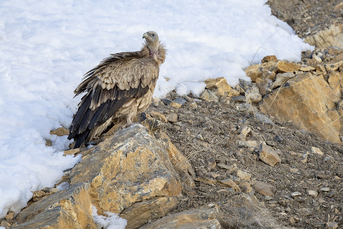 Himalayan Griffon - ML636583349