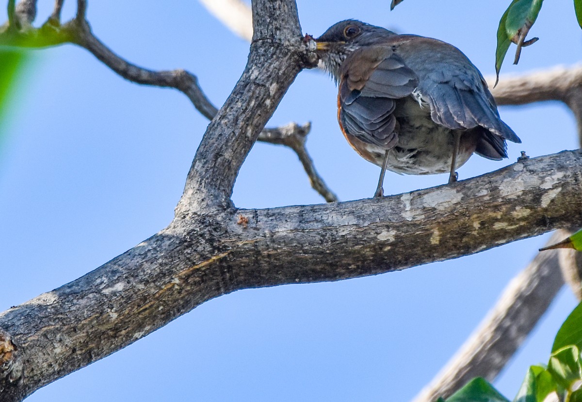 Rufous-backed Robin - ML636583363