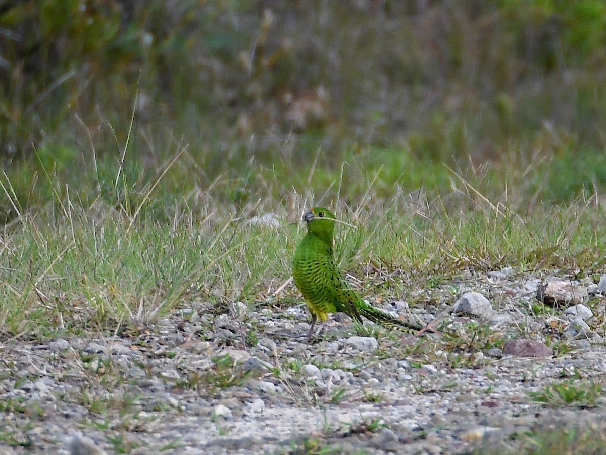 Ground Parrot - ML636583367