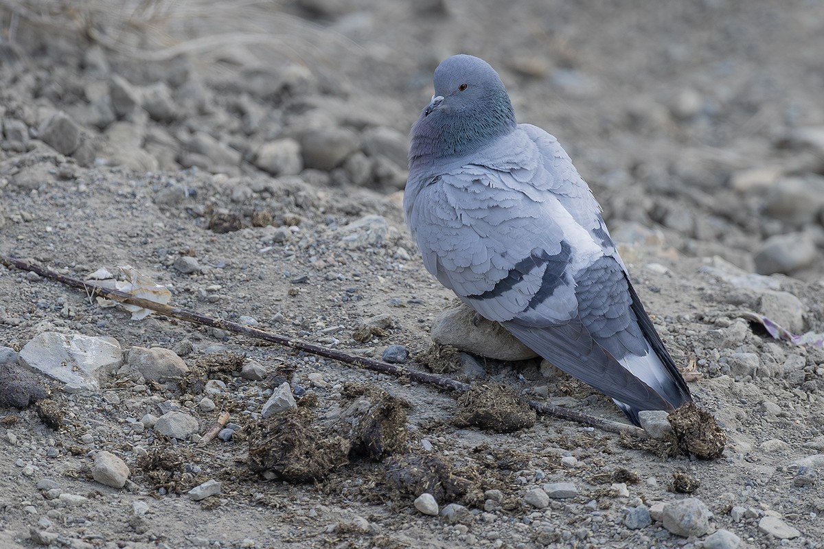 Pigeon des rochers - ML636583451
