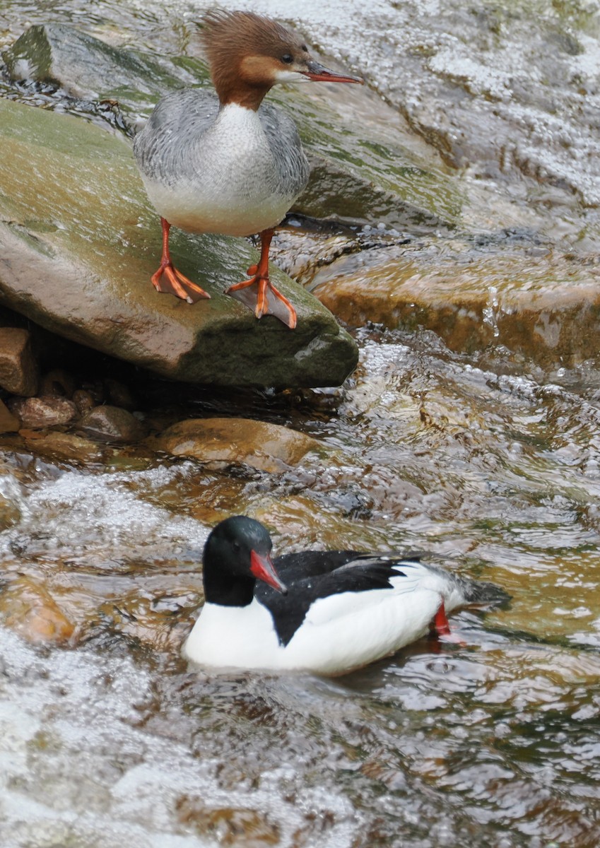 Common Merganser - ML636583511