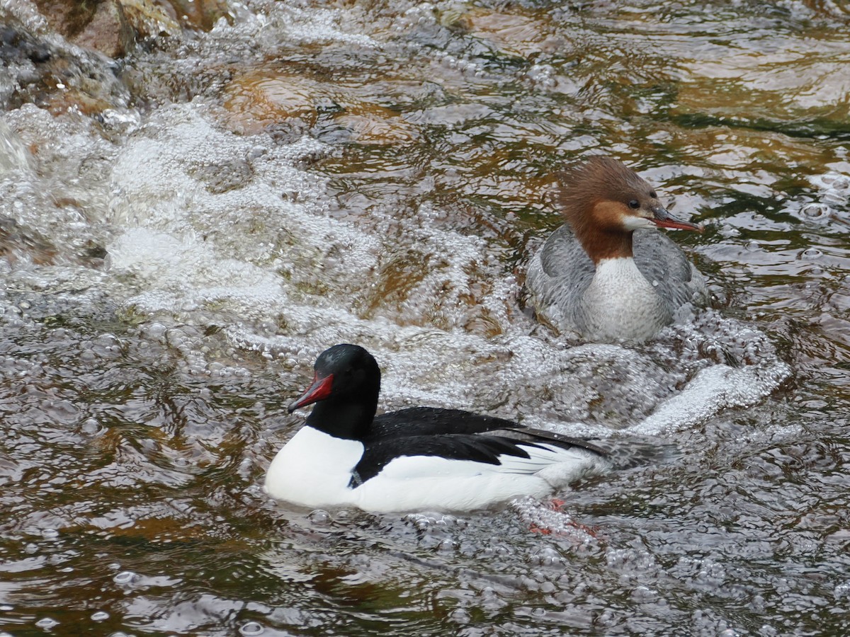 Common Merganser - ML636583548