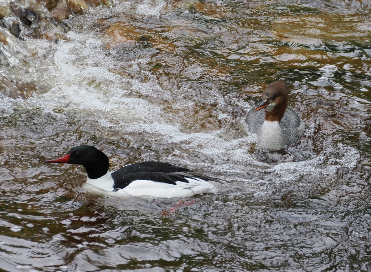 Common Merganser - ML636583550