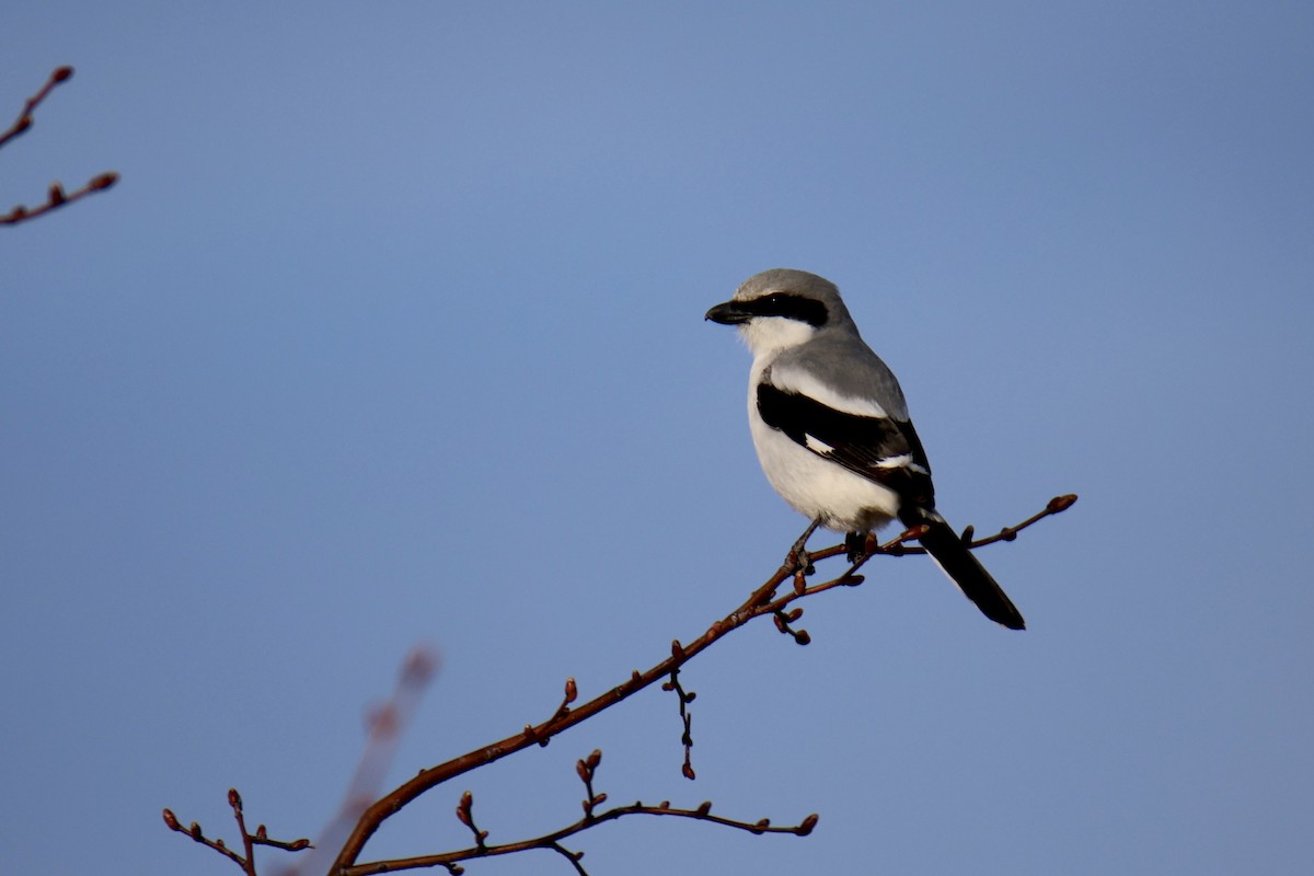 ťuhýk americký - ML636583567