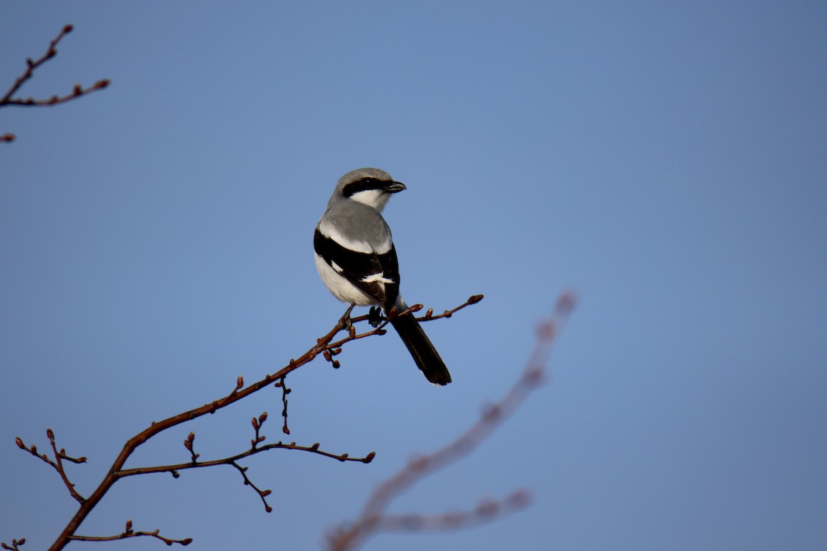 ťuhýk americký - ML636583568