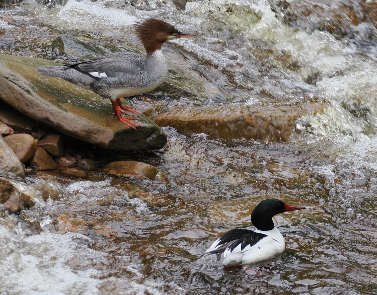 Common Merganser - ML636583578