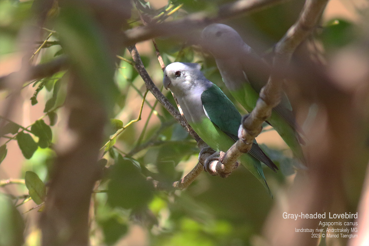 Gray-headed Lovebird - ML636583701