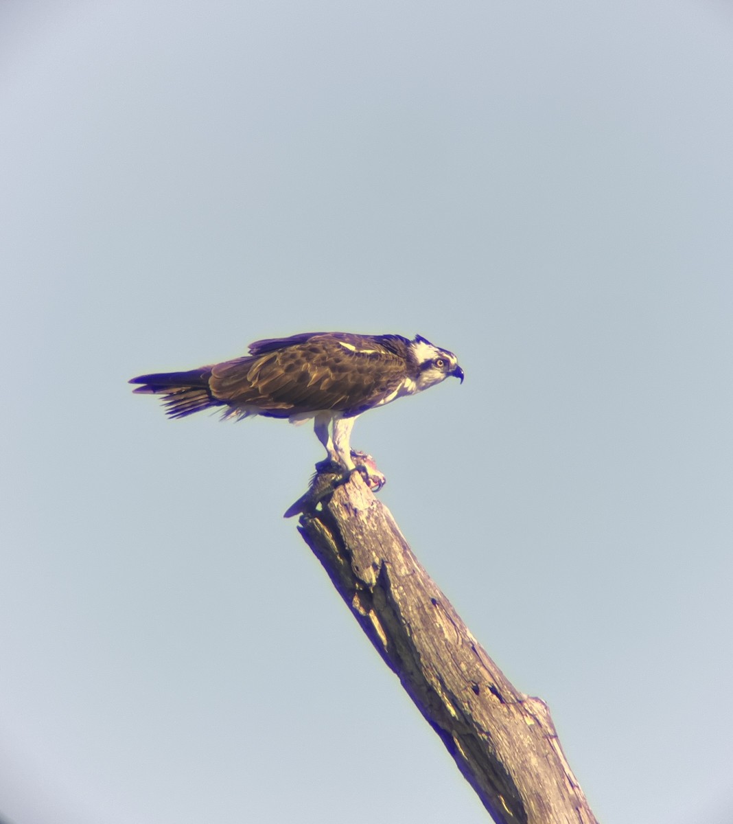 Osprey - ML636583739