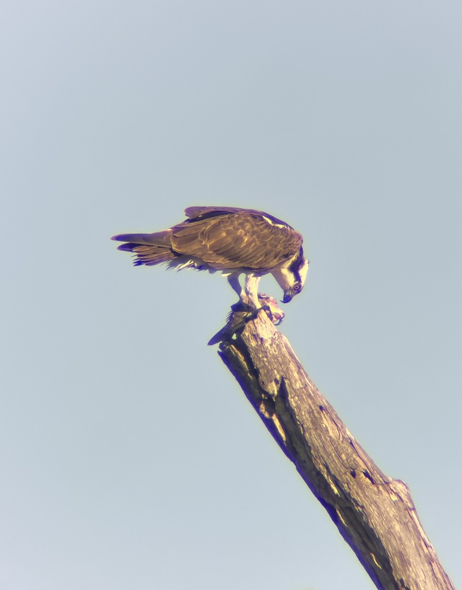 Osprey - ML636583755