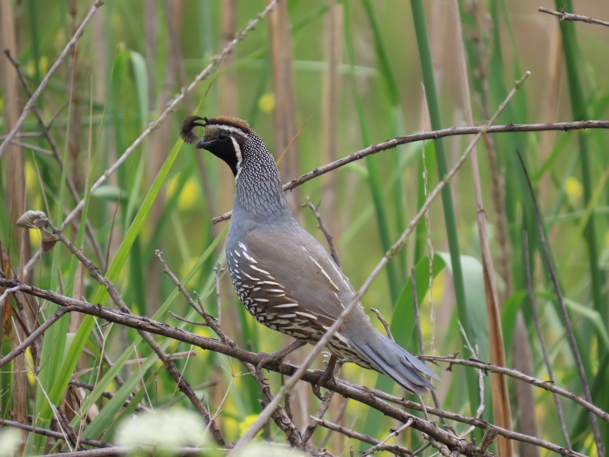 California Quail - ML636583805