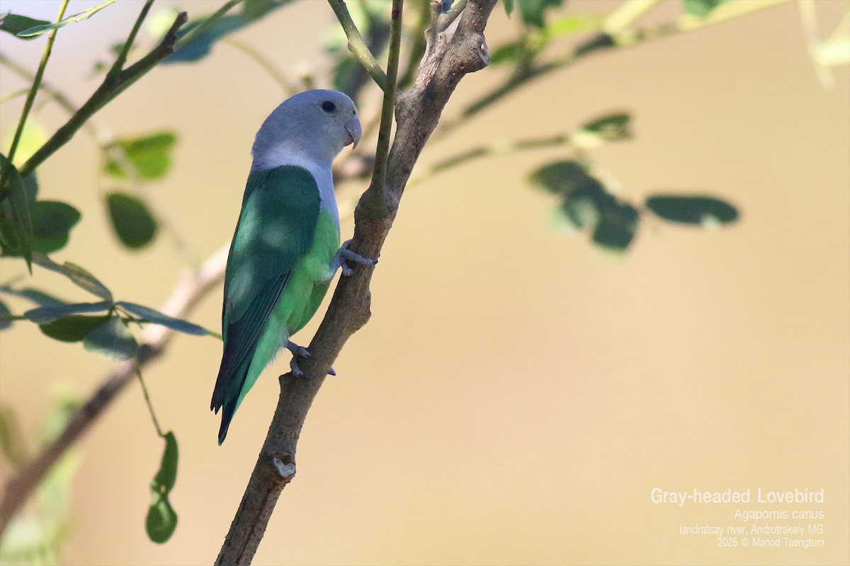 Gray-headed Lovebird - ML636583816