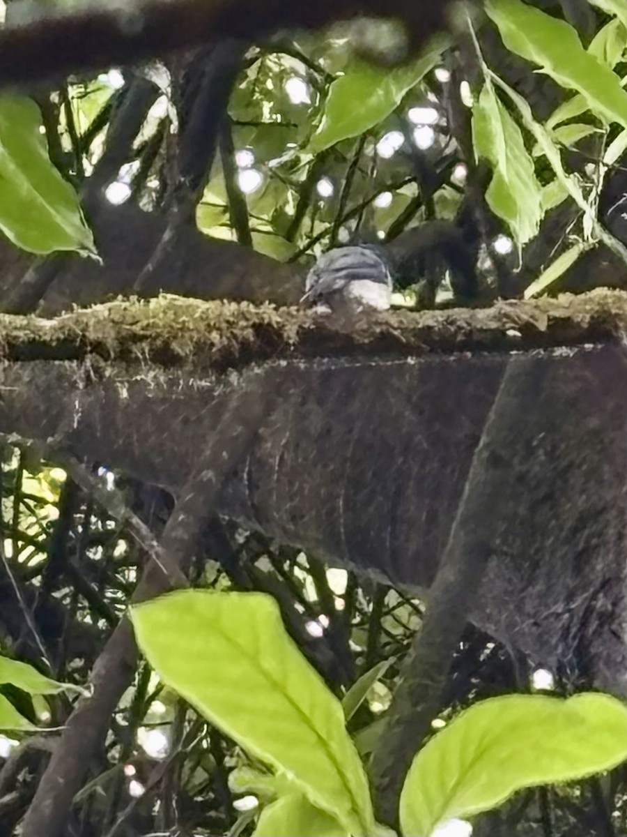 White-bellied Blue Flycatcher - ML636583859