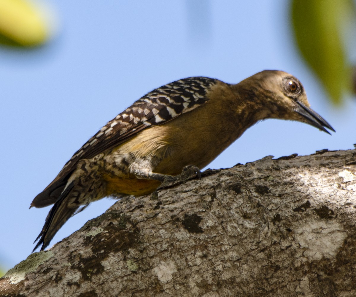 Hoffmann's Woodpecker - ML636583863