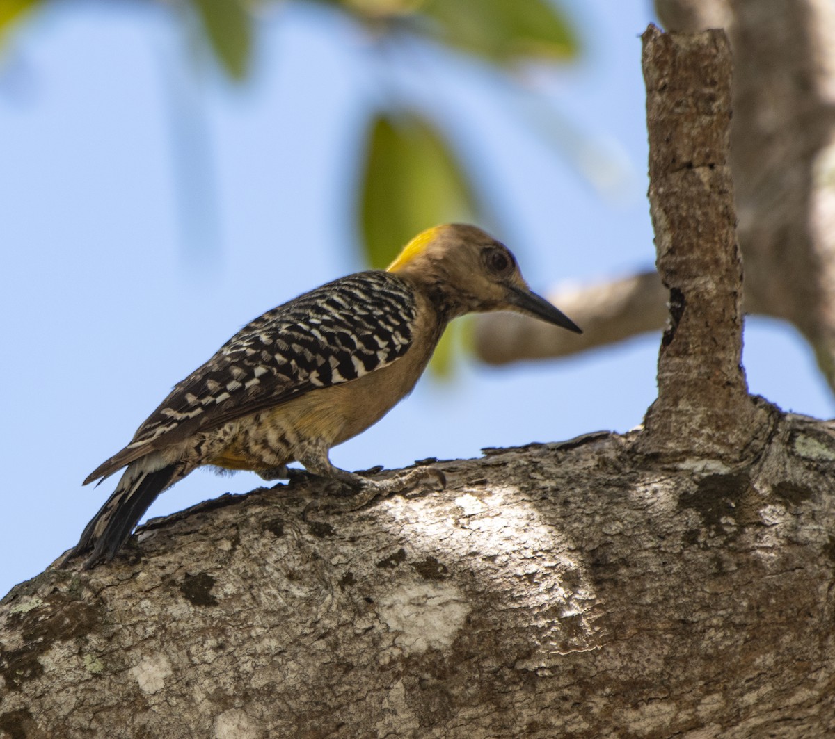 Hoffmann's Woodpecker - ML636583864