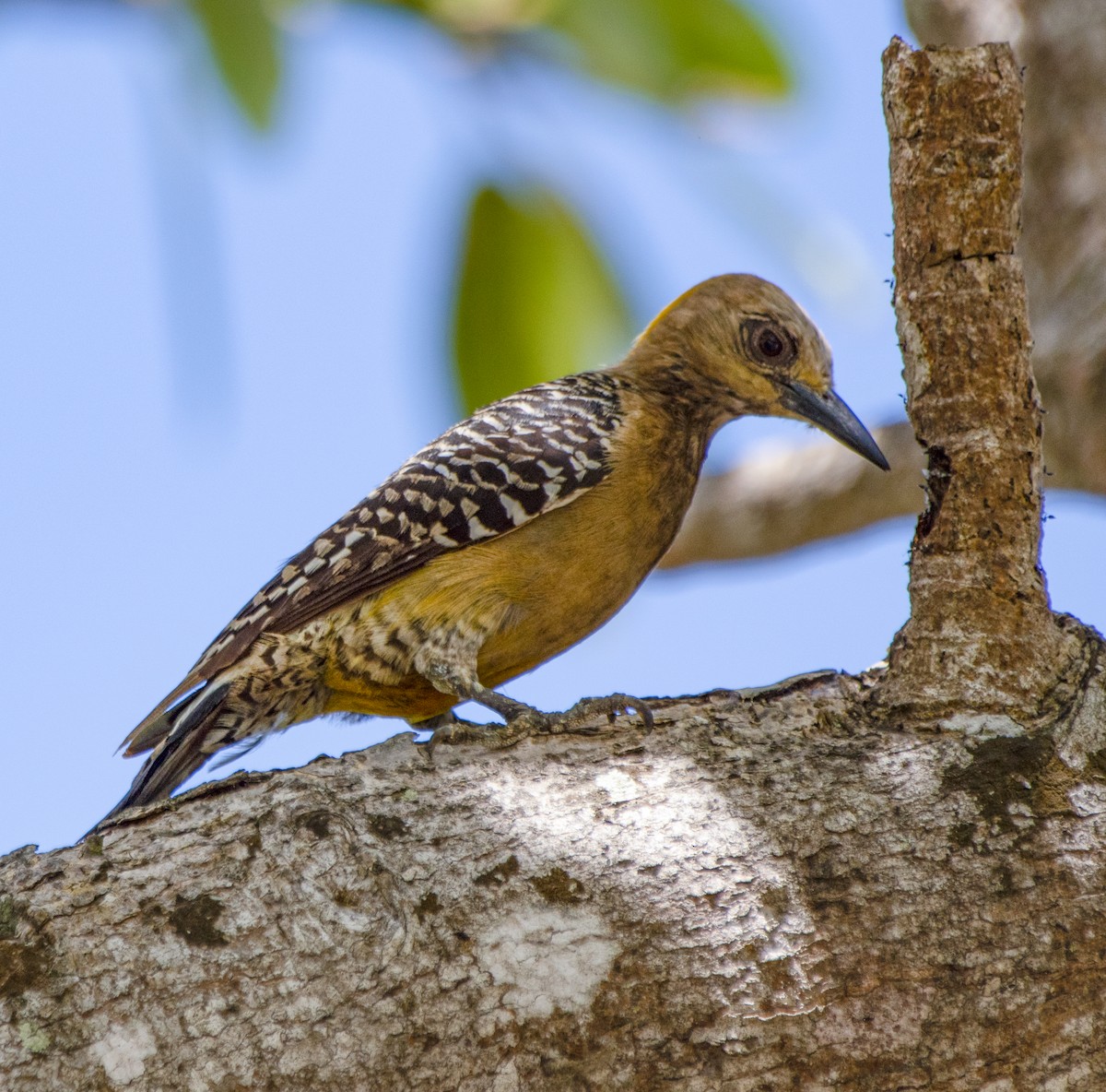 Hoffmann's Woodpecker - ML636583865