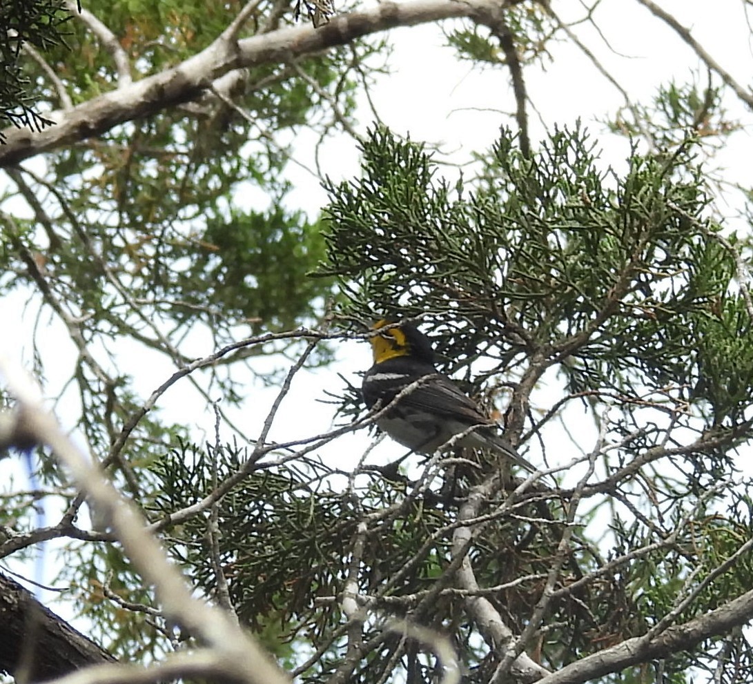 Golden-cheeked Warbler - ML636583923