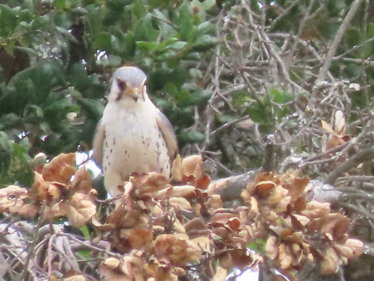 American Kestrel - ML636583978