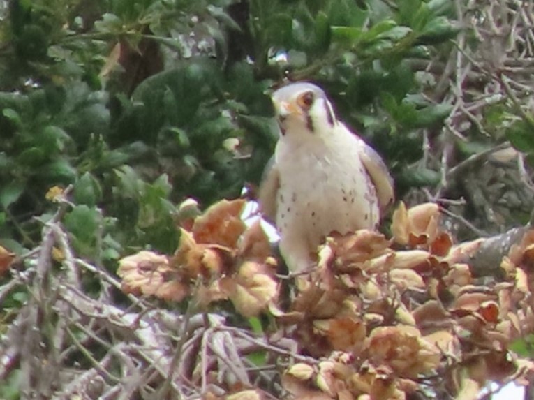 American Kestrel - ML636584010