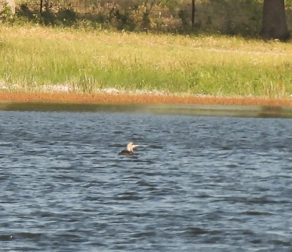 Pacific Loon - ML636584024