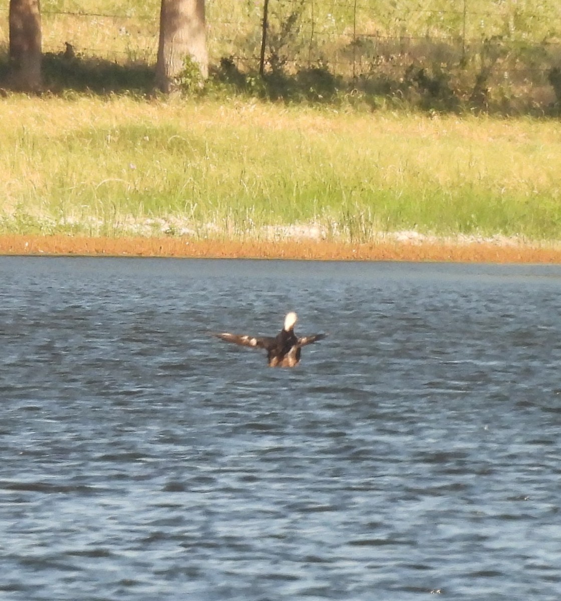 Pacific Loon - ML636584025