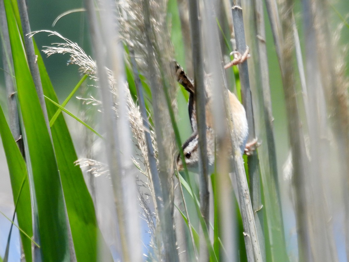 Marsh Wren - ML636584035