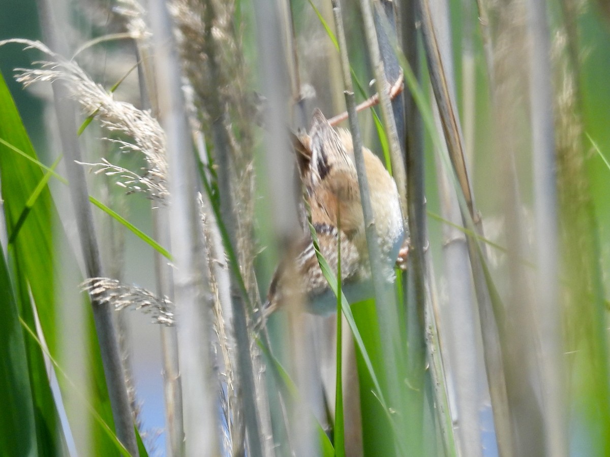 Marsh Wren - ML636584036