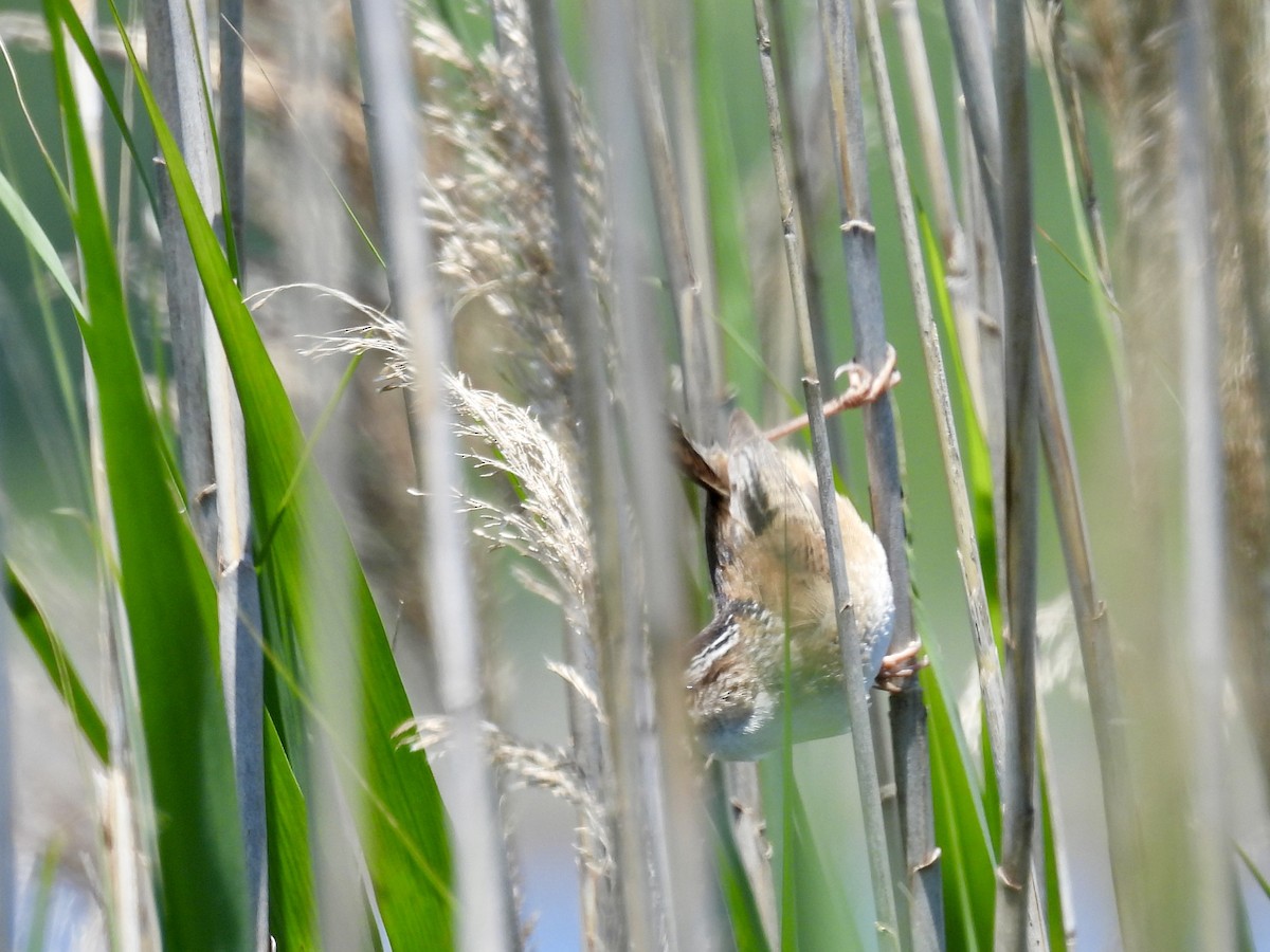 Marsh Wren - ML636584037