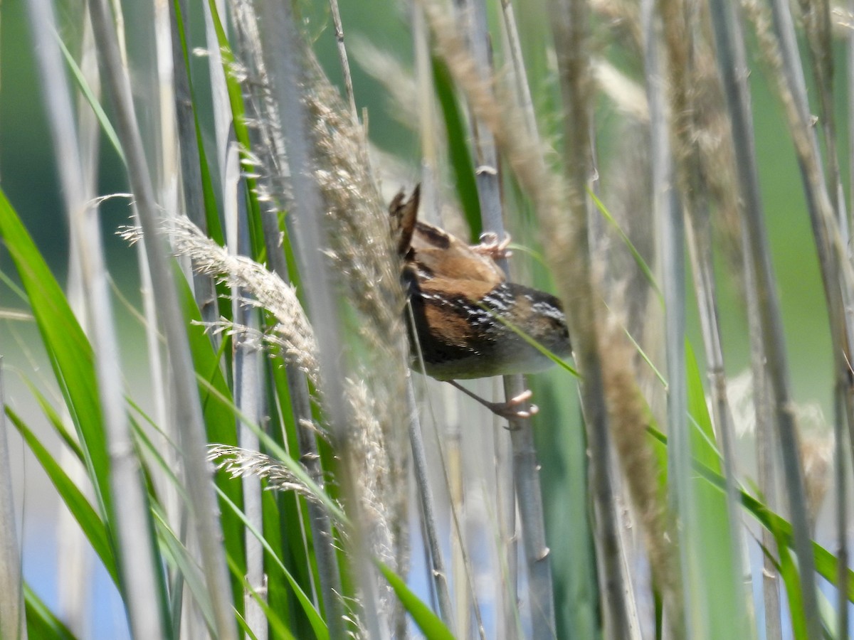 Marsh Wren - ML636584038