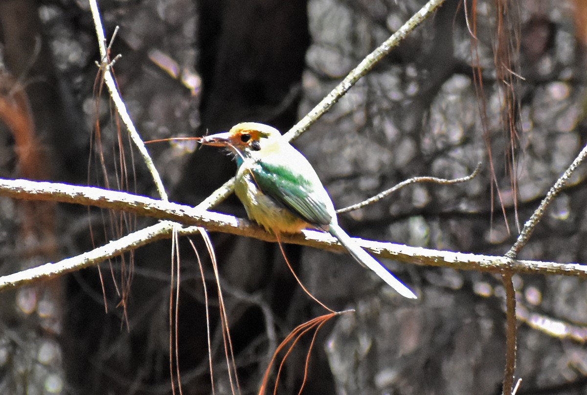 Blue-throated Motmot - ML636584067