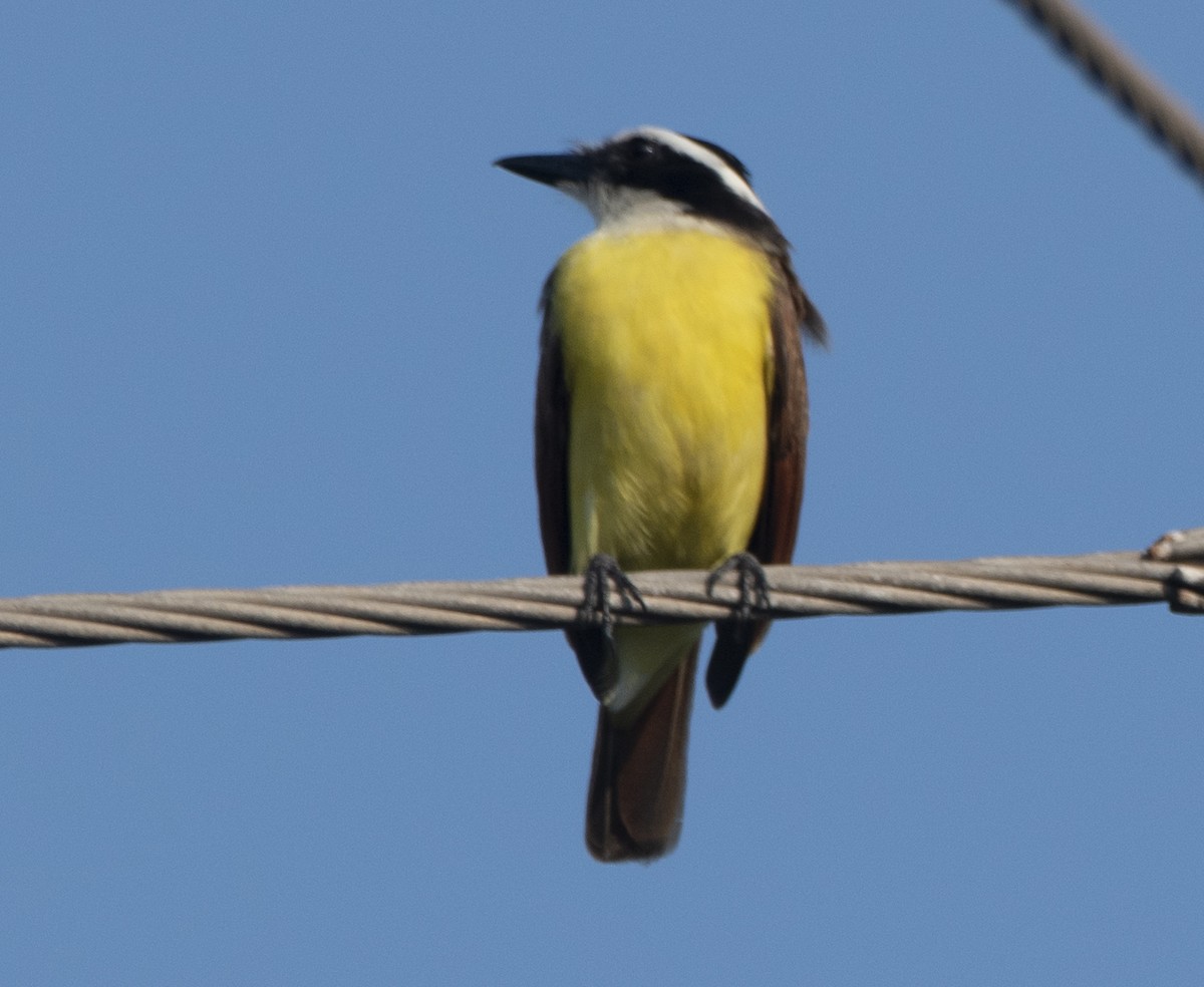 Great Kiskadee - ML636584097