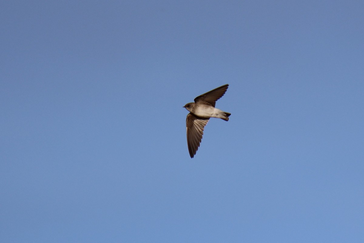 vlaštovka šedohnědá - ML636584137