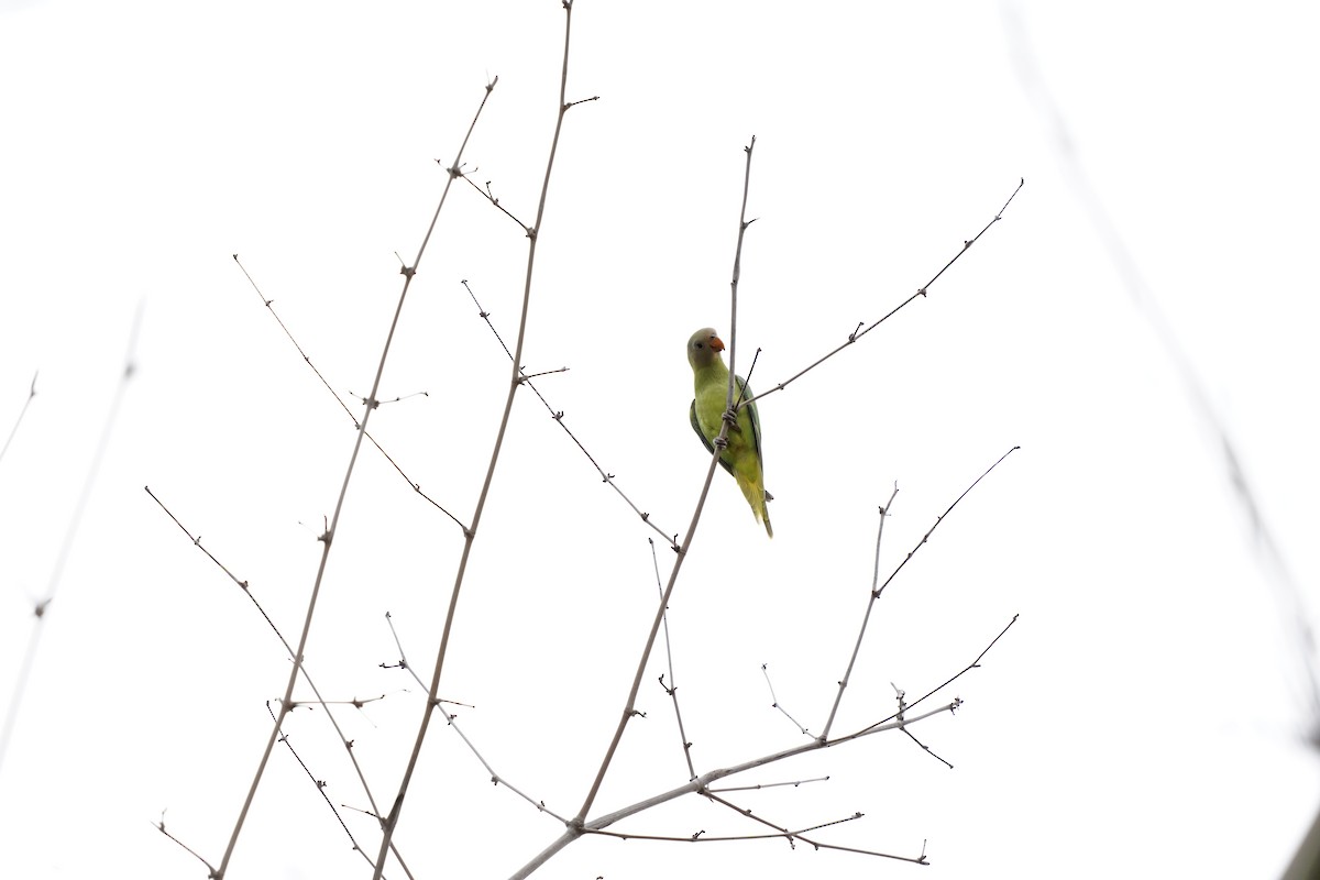 Blossom-headed Parakeet - ML636584138