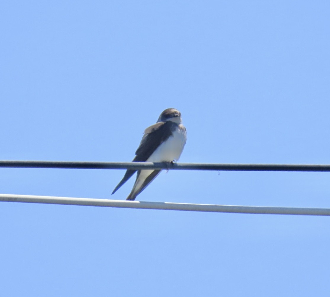 Topino - ML636584202