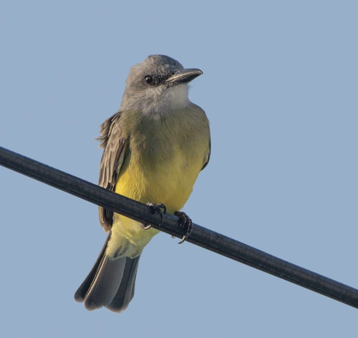 Tropical Kingbird - ML636584228