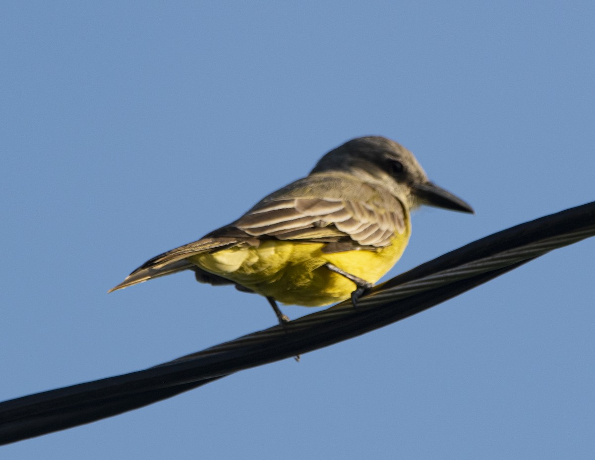Tropical Kingbird - ML636584229