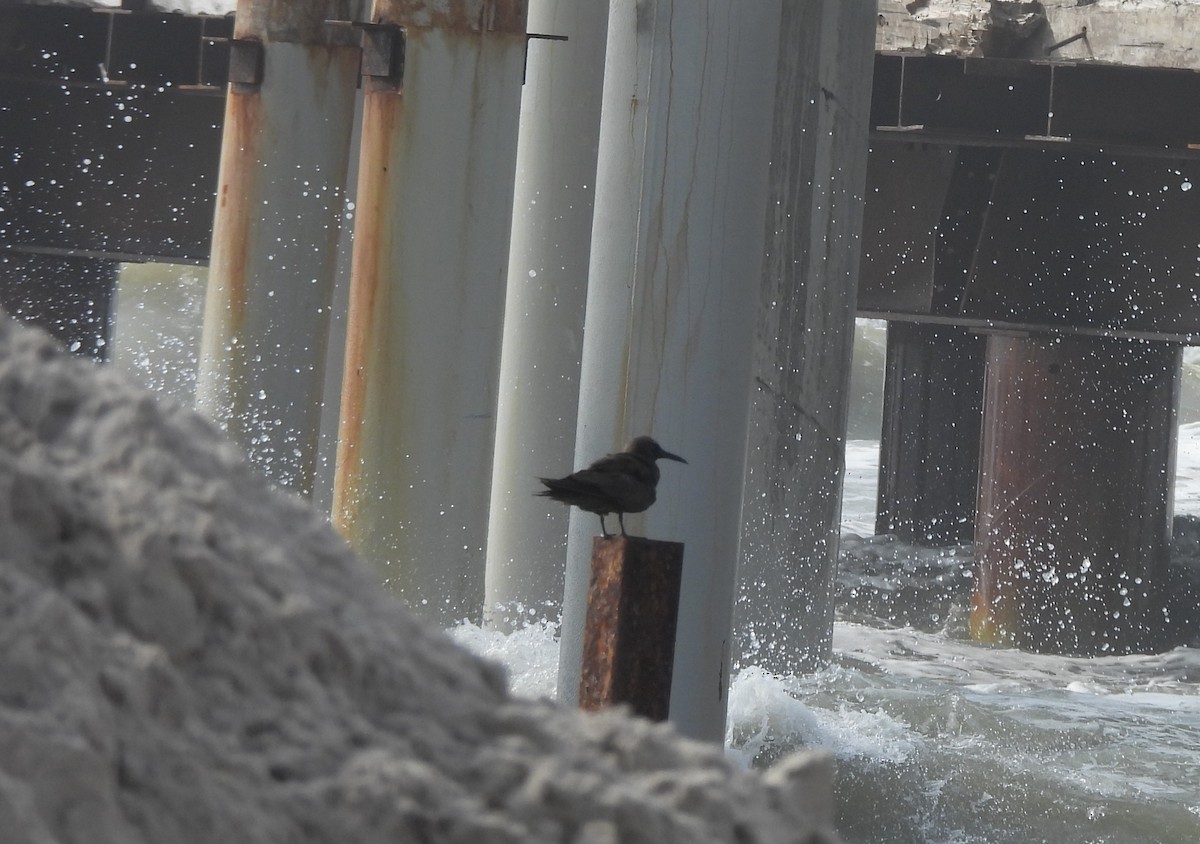 Brown Noddy - ML636584326