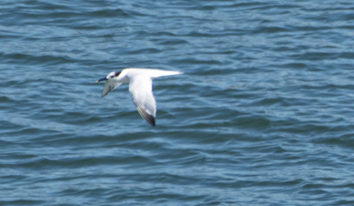 Sandwich Tern - ML636584414