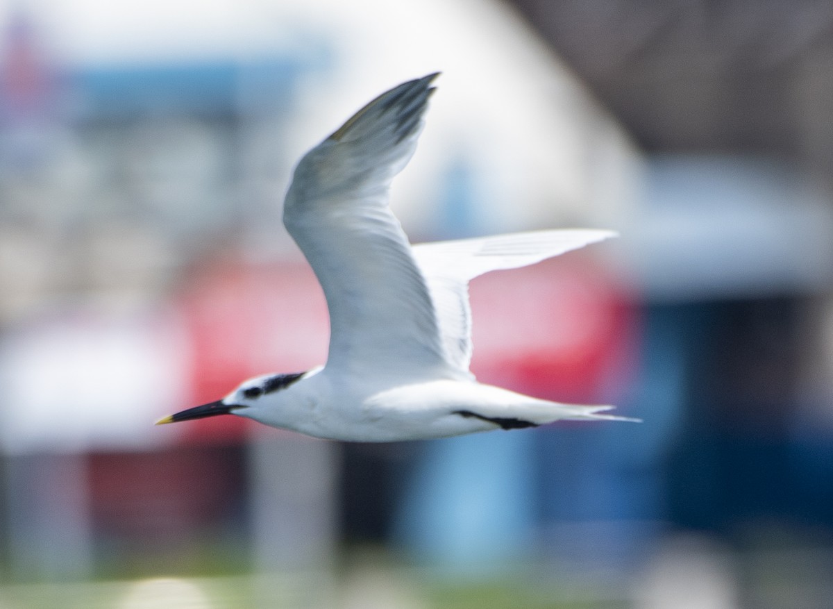 Sandwich Tern - ML636584415