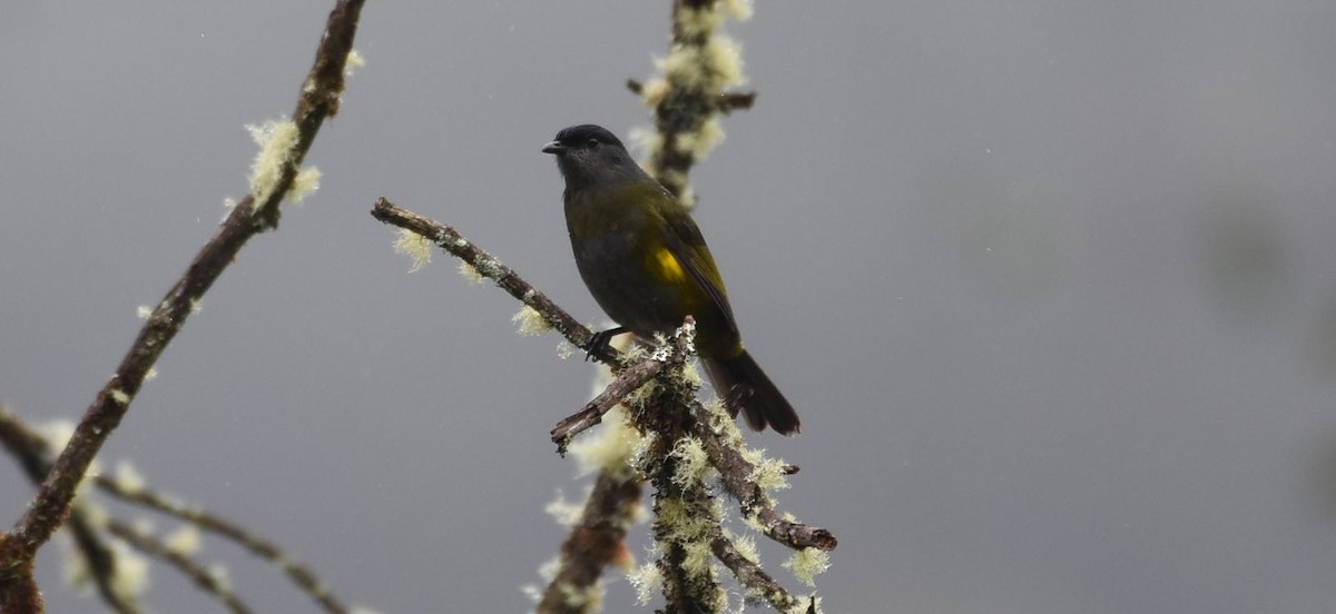 Black-and-yellow Silky-flycatcher - ML636584437